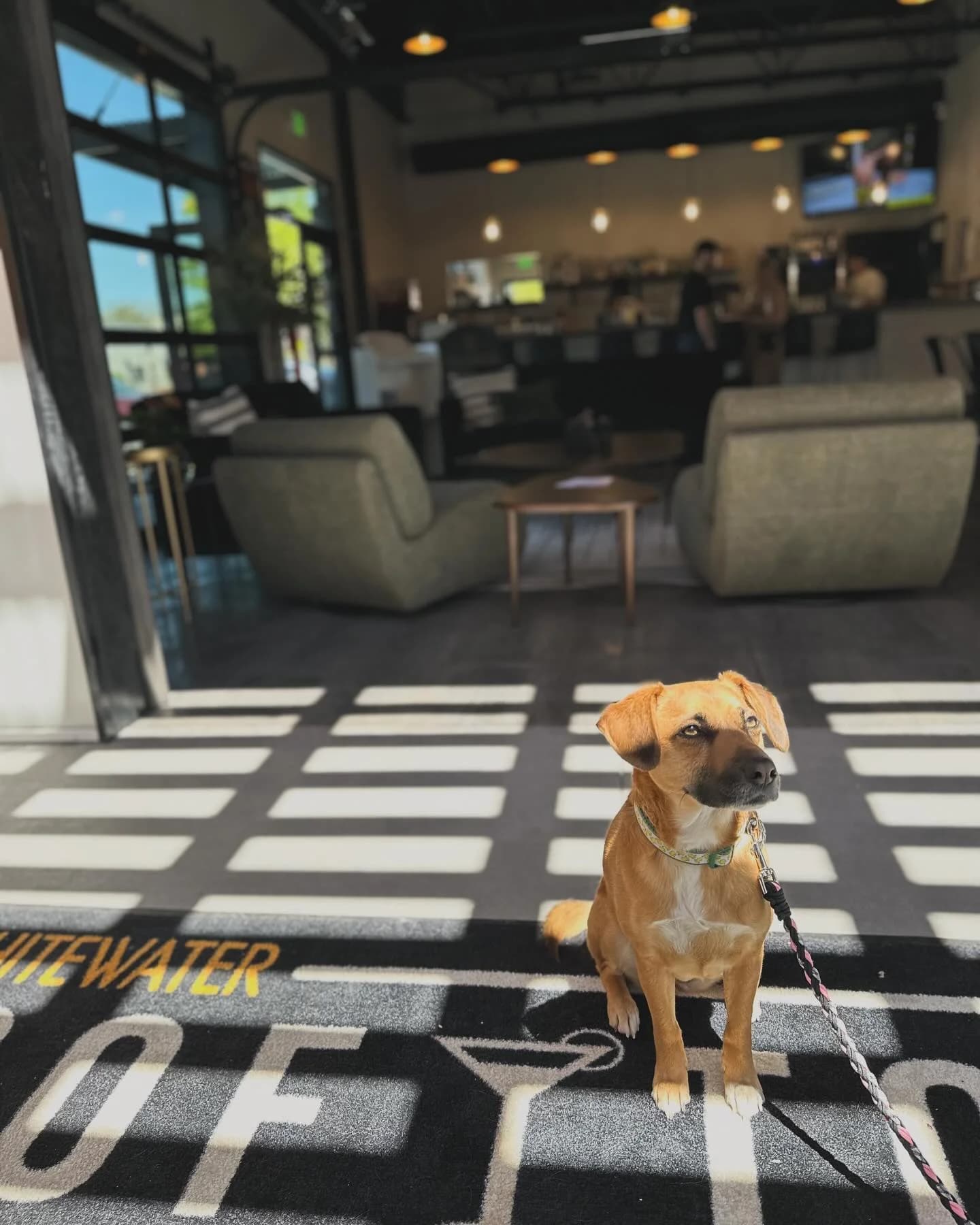 Dog-friendly rooftop patio at Rooftop Social Canon City